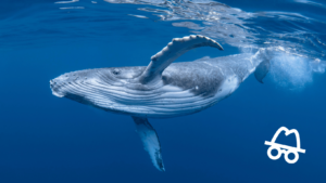 Wieloryby przenoszą 79 tys. ETH do Gate.io i Coinbase
